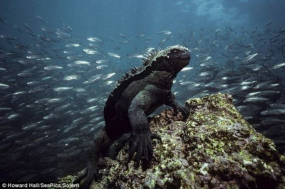 摄影师拍到海鬣蜥水下鱼群环绕瞬间 样貌丑陋(组图)