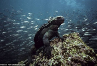 海鬣蜥水下被鱼群环绕瞬间 样貌丑陋