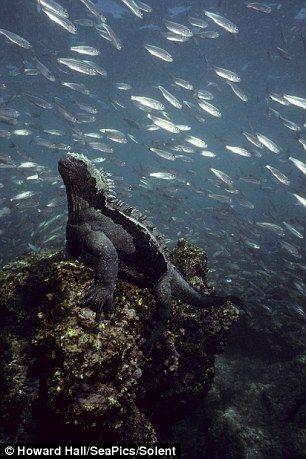 摄影师拍到海鬣蜥水下鱼群环绕瞬间 样貌丑陋(组图)