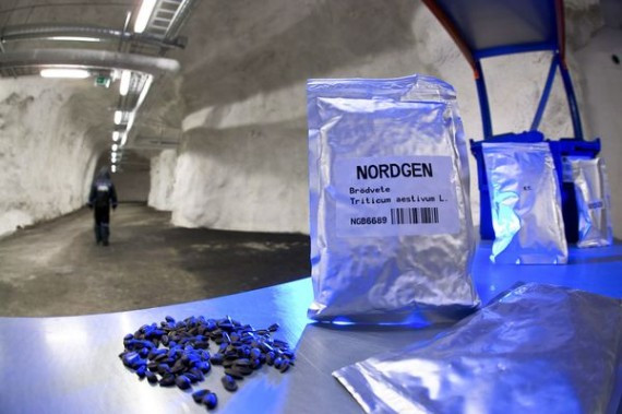 挪威地深处建末日种子库 存22.5亿颗种子 警卫守护(组图)