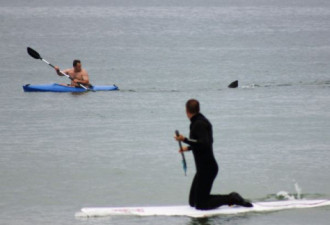 美海滩出现成群大白鲨 紧跟游客身后