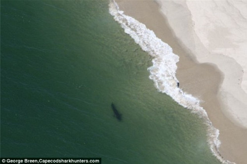 美国海滩出现成群大白鲨 紧跟在游客身后(组图)