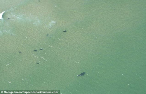 美国海滩出现成群大白鲨 紧跟在游客身后(组图)