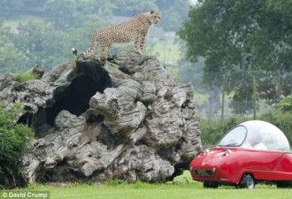 野生动物园惊险一幕 猎豹攻击游览车