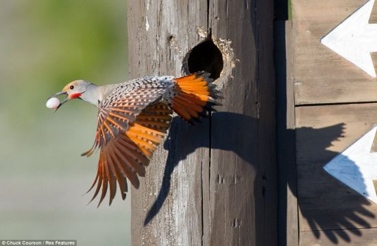 美丽：摄影师发现，这只北扑翅鴷从位于美国黄石国家公园的巢穴飞走。一只体型更大的欧椋鸟虎视眈眈地看着它的家，它被迫搬家，带着一个白色小蛋飞往新巢穴。