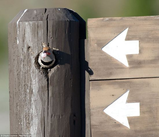 奇妙的景象：拍到这些惊人照片的摄影师库森说，他发现这只具有开拓精神的小鸟和它的配偶在黄石国家公园一个十字路口的路标内雕刻出一个完美巢穴。