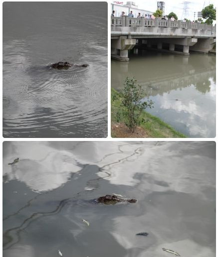 上海浦东同一河段第3次发现鳄鱼 市民误以为是烂木头(图)