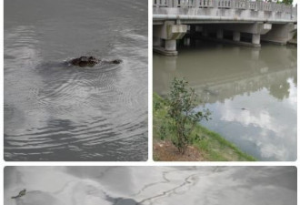 上海河段三次发现鳄鱼 市民以为烂木