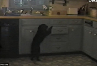 小狗借抽屉为梯爬上桌台 开橱柜觅食