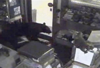 美国黑熊往返7次抢劫糖果店未损坏物品