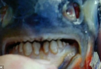 长牙食人鱼疑入侵美国 专咬男性命根