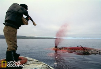 残忍捕鲸场面:鲜血染红海滩 白骨累累