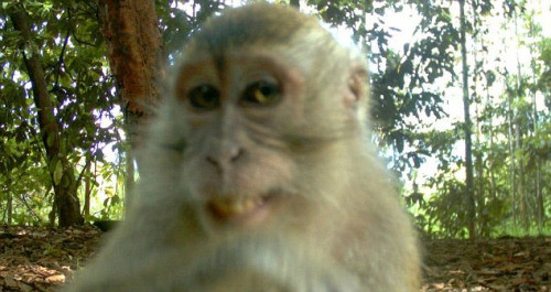 小猴子发现人类暗藏的摄像头 淡定侧脸摆造型露齿笑(图)