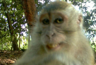 小猴发现暗藏摄像头 淡定侧脸露齿笑