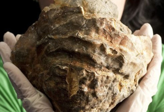 英国打捞1亿年牡蛎化石 含最大珍珠？
