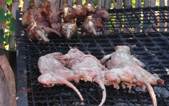 慎入！全球各地诡异的老鼠料理 烤着吃、红烧、风干(组图)