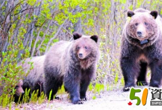 中国客国家公园抛肉喂熊 违者可罚2.5万