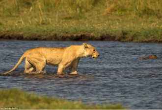 母狮护崽过河心切 在水中与鳄鱼恶斗