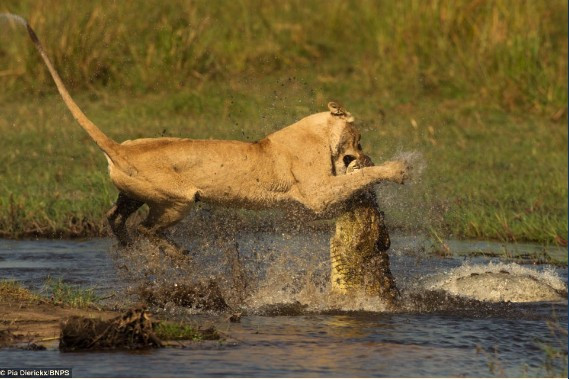 母狮护崽过河心切 在水中与鳄鱼恶斗 狠按住鳄鱼嘴(组图)