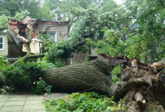 多伦多雷雨天 雷劈巨树倒 砸毁市民家