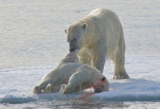 北极熊是最凶残的杀手 残忍吞食幼崽