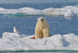 北极熊是最凶残的杀手 残忍吞食幼崽