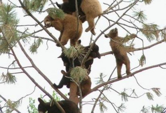 1棵树竟爬满十多只幼熊 图片走红网络