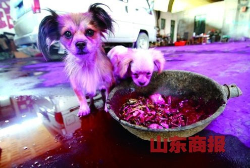 山东一村庄一夜变红 路面“血流成河”豆浆变色