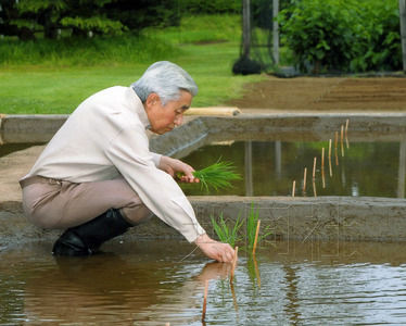 5月30日，日本天皇依照惯例在皇宫内生物学研究所旁的水田亲自插下了水稻秧苗。（共同社）