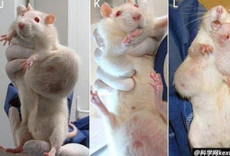 白老鼠吃转基因玉米 竟患上巨大肿瘤