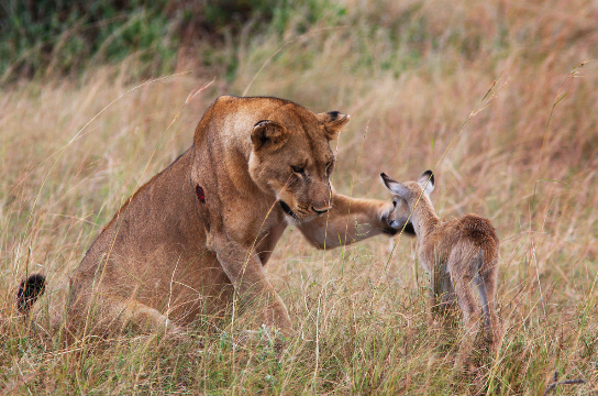 非洲母狮吃掉母羚羊后“收养”小羚羊(组图)