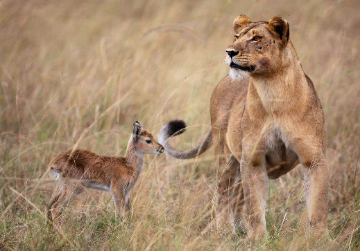 非洲母狮吃掉母羚羊后“收养”小羚羊(组图)