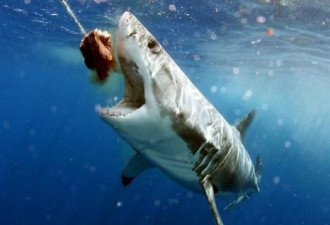 澳大利亚大白鲨偷吃鱼耍渔民被抓拍