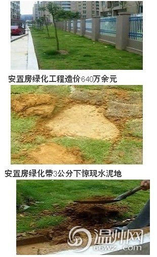 温州安置房水泥地上种树 网友称神一般工程(组图)