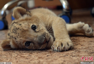 世界首只“狮狮虎”诞生 卖萌超可爱