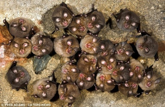 慎入：摄影师近拍成千上万只蝙蝠挤挨在洞穴之中冬眠(组图)