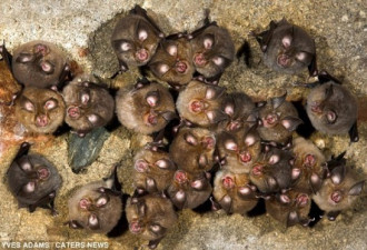 摄影师近拍成千万只蝙蝠洞穴中冬眠