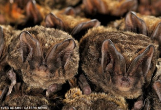 摄影师近拍成千万只蝙蝠洞穴中冬眠