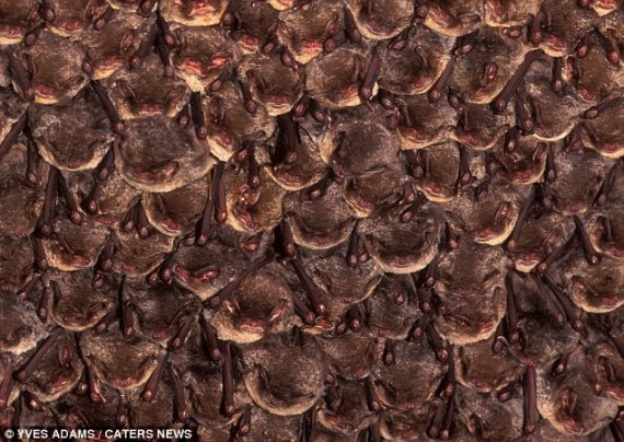 慎入：摄影师近拍成千上万只蝙蝠挤挨在洞穴之中冬眠(组图)