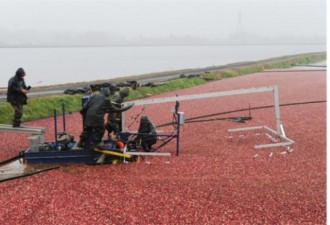 满地红！实拍加拿大各地丰收蔓越莓