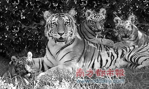 美国男子跳入虎穴得救 与老虎&ldquo;独处&rdquo;10分钟(图)