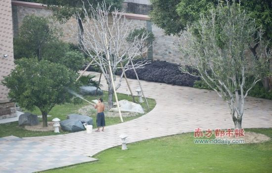 10月11日下午，东莞中堂一村。村支书的豪华别墅里，有人给树木浇水。南都记者 陈奕启 摄