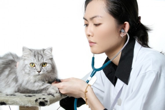 600px-vet-giving-gray-cat-an-exam