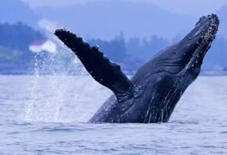 魁省圣劳伦斯河河口 全球最美观鲸地