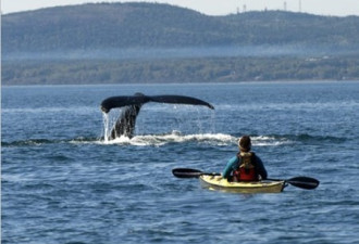 魁省圣劳伦斯河河口 全球最美观鲸地
