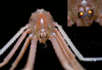 揭秘深海神奇发光生物 巨眼东方扁虾