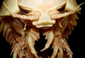 揭秘深海神奇发光生物 巨眼东方扁虾