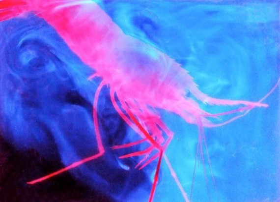 揭秘深海神奇发光生物：东方扁虾长巨大眼睛(组图)