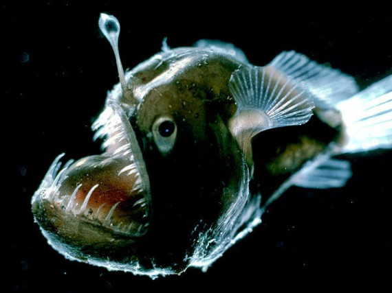 揭秘深海神奇发光生物：东方扁虾长巨大眼睛(组图)