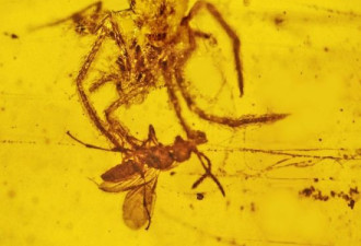 缅甸亿年琥珀 定格在蜘蛛猎捕黄蜂瞬间
